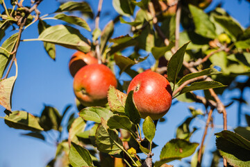 Ripe red apples on tree branches under clear blue sky during autumn harvest