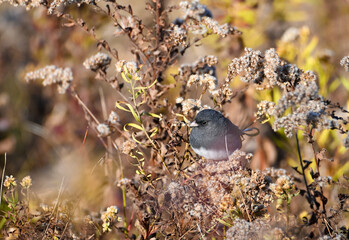 Dark eyed junco