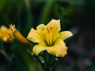 Yellow flower in the garden