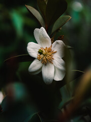 Magnolia flower