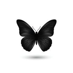 Fototapeta premium butterfly on white background