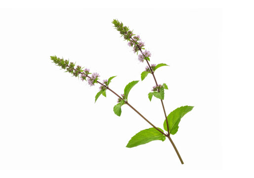 Fresh Blooming Mint Herb Sprig Isolated on Transparent Background