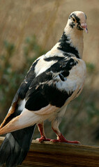Pigeon