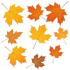 Autumnal maple leaf arrangement creating a pattern of seasonal color variations on a white backdrop