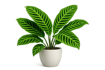 Calathea zebrina houseplant with striped green leaves growing in a white pot, illustrating indoor gardening and botany
