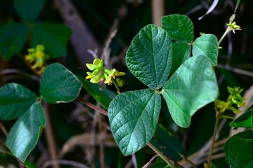 Rhynchosia volubilis (Rat's eye bean). Fabaceae perennial vine. Pale yellow flowers bloom in summer, and in autumn the legumes ripen and produce two shiny black seeds from the pods.
