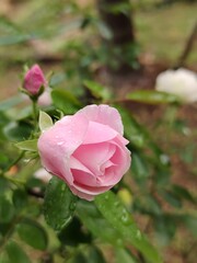 The image features a delicate pink flower in the process of blooming, with soft, layered petals that are slightly curled at the edges. Droplets of water are resting on the petals.