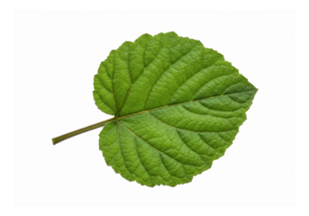 Single Green Mallow Leaf Isolated Transparent Background