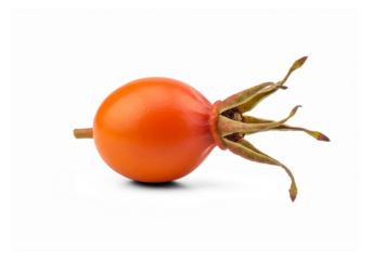 Single Rose Hip Berry on Transparent Background Horizontal