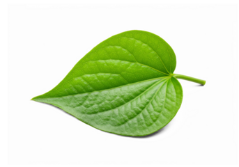 Wild Betel Leaf Single Green Organic Natural Herbal Herb Plant