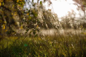 grass in the morning