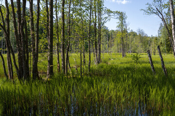 Wetland in the forest. Summer forest landscape. View of the swamp among the trees. Horsetail grows in moist soil in bogs. Marsh in a forest area.