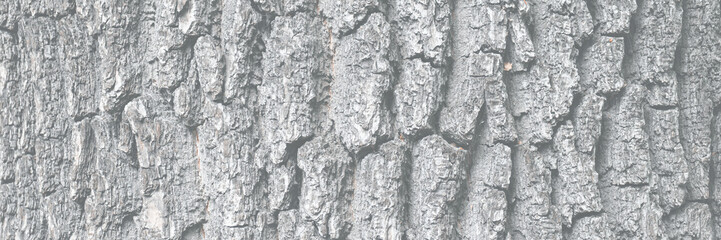 Embossed texture of tree bark. Tree trunk with natural bark patterns on the surface. Natural wood background. Closeup side view.