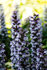 Tall Cluster Of White And Purple Flowers