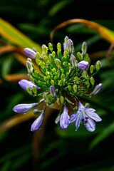 Water Drops On Closed Flower Buds Closeup Petaluma California