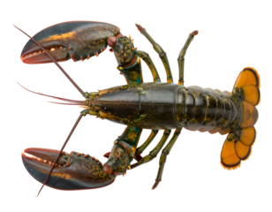 A top-down view of a lobster with large claws and orange-tipped body parts