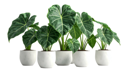 Five elephant ear plants with large, veined leaves in white pots