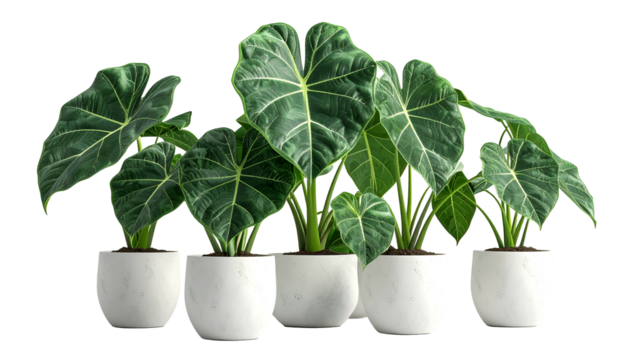 Five elephant ear plants with large, veined leaves in white pots