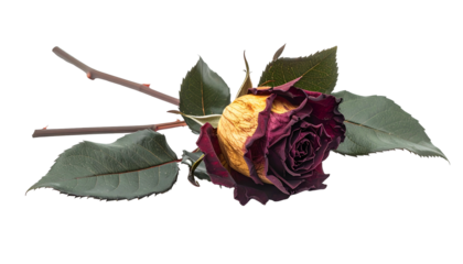 A withering rose, transitioning from yellow to deep burgundy, on a stem with green leaves