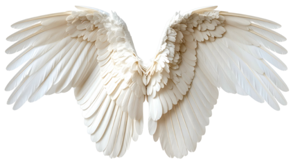 Wide-spread, symmetrical, pristine white feathers, suggesting flight, against a black background