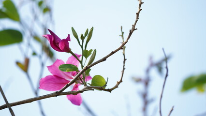 A bright pink Bauhinia flower and several buds on a bare branch, reaching towards a soft, clear sky