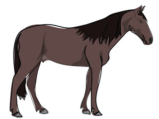 Obraz premium Horse in continuous line drawing