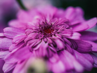 Obraz premium close up of a pink flower