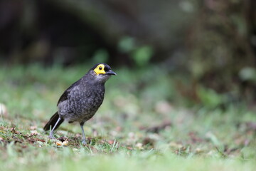 The common smoky honeyeater (Melipotes fumigatus) is a medium-sized bird found in central Papua New Guinea and Eastern Indonesia. It is one of four species in the Meliphagidae family.