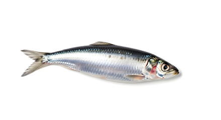 Isolated Sardine Fish on White Background