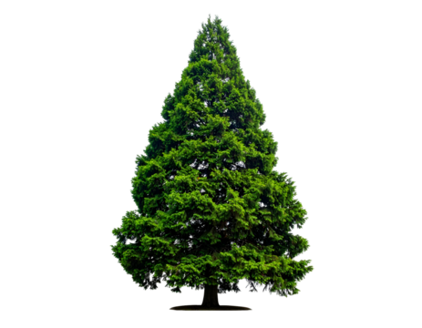 A lush, evergreen conifer tree, isolated against a black background