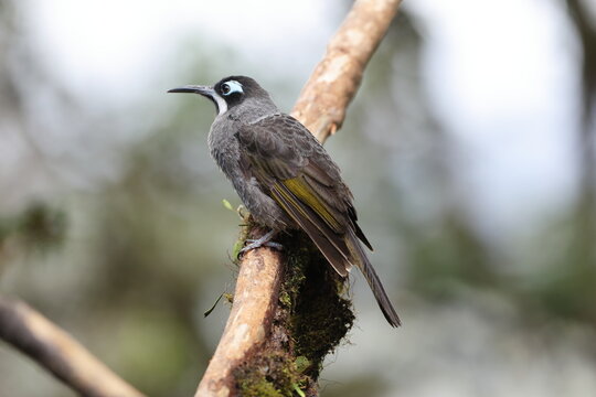 Belford's melidectes (Melidectes belfordi belfordi), also known as Belford's honeyeater, is a species of bird in the family Meliphagidae. This photo was taken in Mt.Hagen.