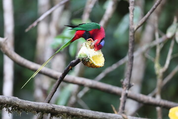 Stella's lorikeet (Charmosyna stellae goliathina) is a species of parrot in the family Psittaculidae. It is endemic to New Guinea. This photo was taken in Mt.Hagen.