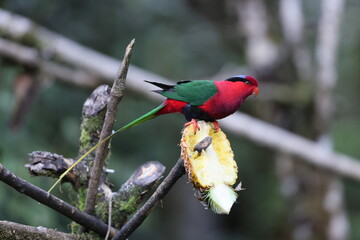 Stella's lorikeet (Charmosyna stellae goliathina) is a species of parrot in the family Psittaculidae. It is endemic to New Guinea. This photo was taken in Mt.Hagen.
