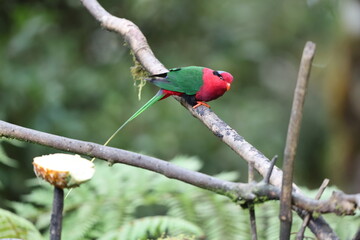 Stella's lorikeet (Charmosyna stellae goliathina) is a species of parrot in the family Psittaculidae. It is endemic to New Guinea. This photo was taken in Mt.Hagen.