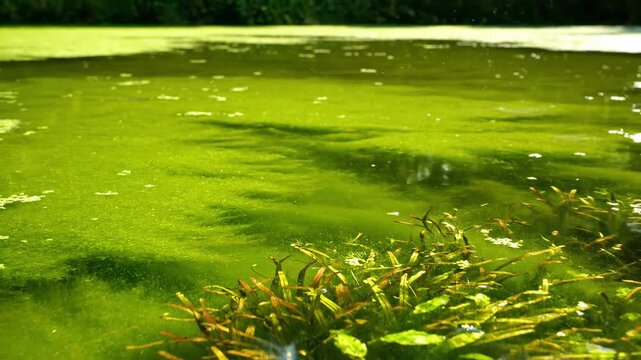 Smooth camera pan across a serene swamp pond, showcasing vibrant green algae and submerged plants under clear water natural, cinematic, stillness