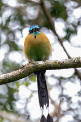 A Lesson's Motmot in Costa Rica