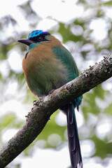 A Lesson's Motmot in Costa Rica