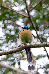 A Lesson's Motmot in Costa Rica