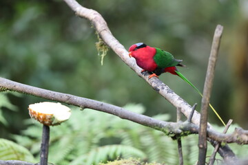 Stella's lorikeet (Charmosyna stellae goliathina) is a species of parrot in the family Psittaculidae. It is endemic to New Guinea. This photo was taken in Mt.Hagen.