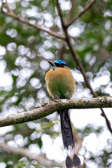 A Lesson's Motmot in Costa Rica