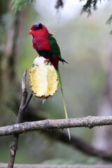 Stella's lorikeet (Charmosyna stellae goliathina) is a species of parrot in the family Psittaculidae. It is endemic to New Guinea. This photo was taken in Mt.Hagen.