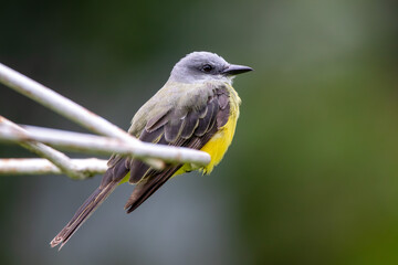 A Tropical Kingbird in Costa Rica
