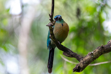 A Lesson's Motmot in Costa Rica
