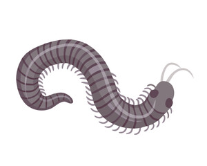 Fototapeta premium Millipede, flat style 2D vector image, isolated on a white background 