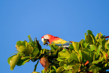 A Scarlet Macaw in Costa Rica