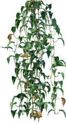 leaf, green, isolated, plant, tree, branch, nature, white, flower, leaves, herb, fresh, growth, spring, fruit, bush, flora, foliage, bud, ivy, white background, botany, food, blossom, natural