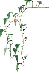 leaf, green, isolated, plant, tree, branch, nature, white, flower, leaves, herb, fresh, growth, spring, fruit, bush, flora, foliage, bud, ivy, white background, botany, food, blossom, natural