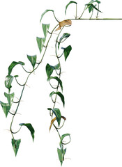 leaf, green, isolated, plant, tree, branch, nature, white, flower, leaves, herb, fresh, growth, spring, fruit, bush, flora, foliage, bud, ivy, white background, botany, food, blossom, natural