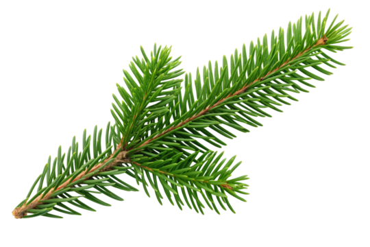 Fresh green fir branch for festive holiday designs, perfect for Christmas cards or winter solstice promotions with transparent background