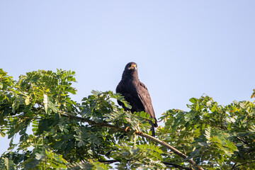 A Common Black Hawk in Costa Rica